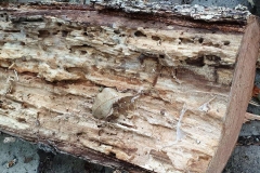 Image_11